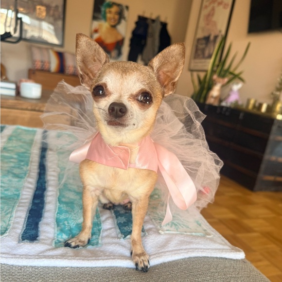 🩰 XS Dog Ballerina Costume – Pink Tutu Dress - Picture 4 of 5